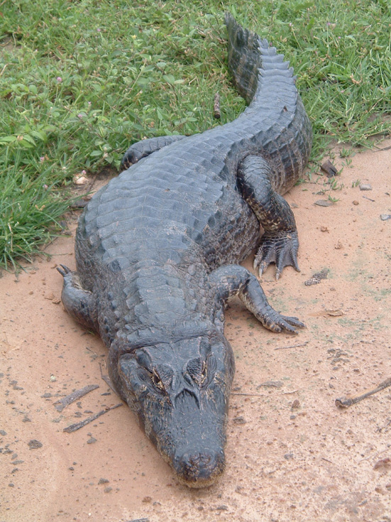 Crocodile du Pantanal Crocodile du Pantanal