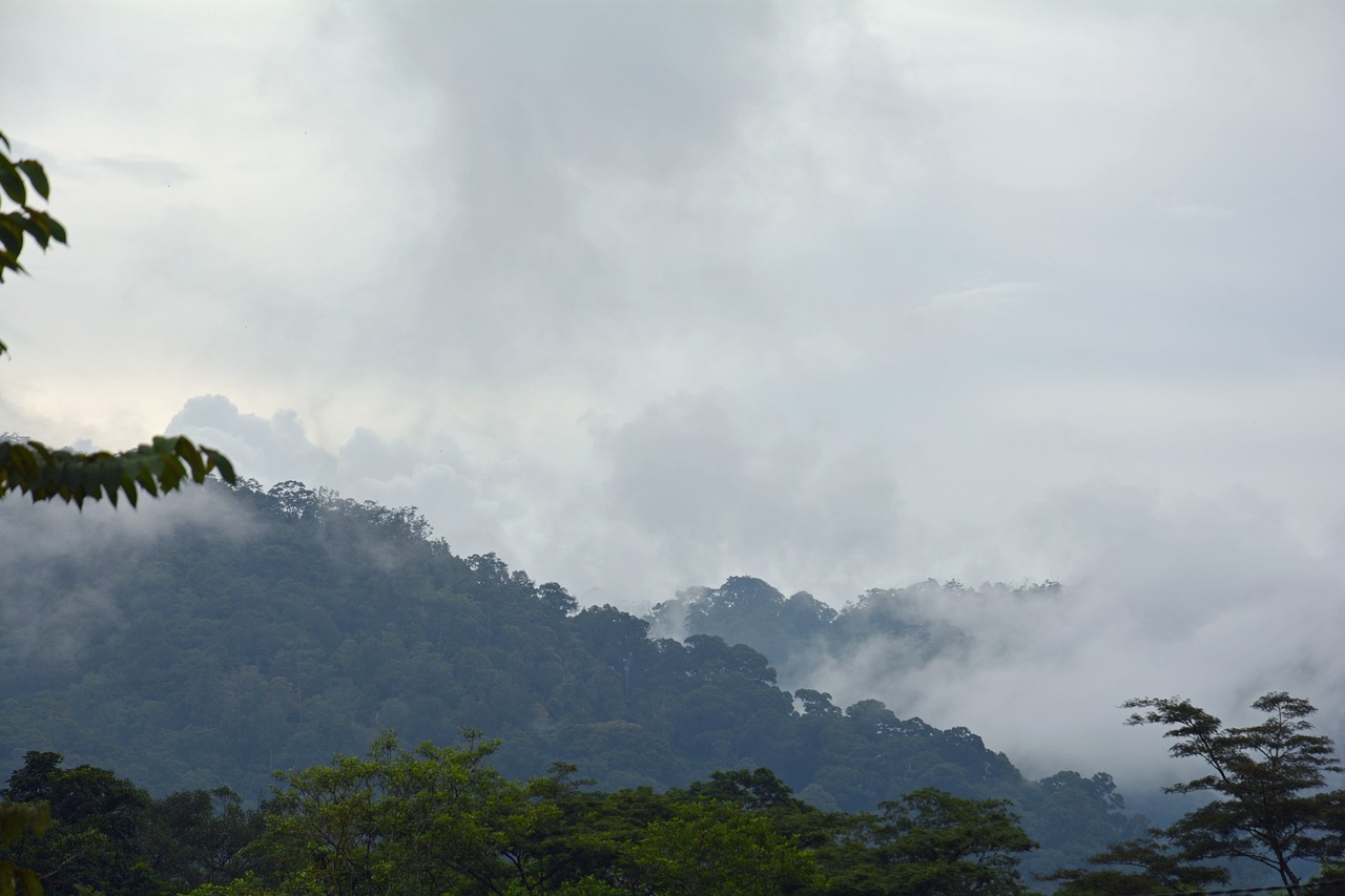 Les for ts tropicales  ombrophiles de  Sumatra  class es Unesco