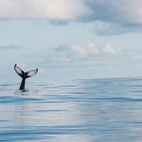 Observation baleines Sri Lanka