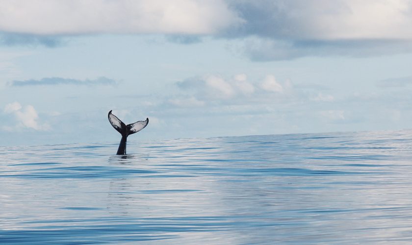 Observation baleines Sri Lanka