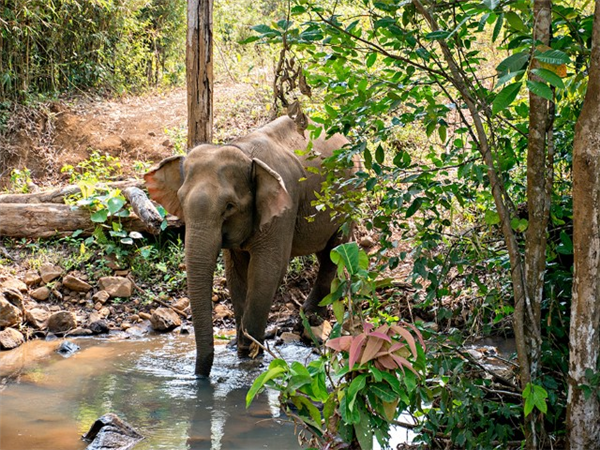 éléphant au cambodge