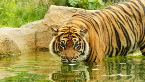 tigre-sumatra-indonesie