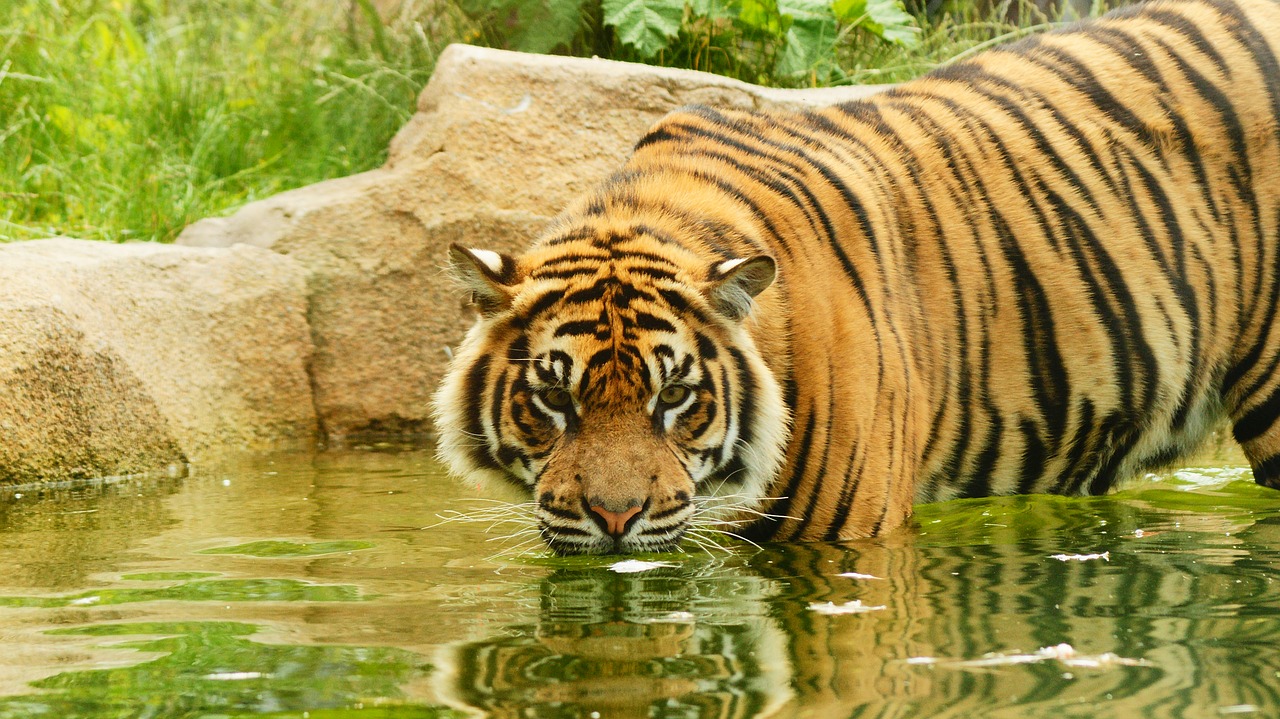 Le Tigre de  Sumatra  une esp ce menac e