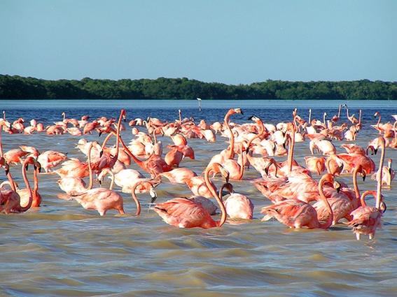 celestun yucatan mexique