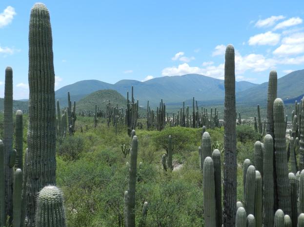 Cactus - Oaxaca