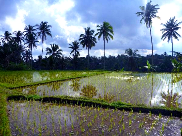 voyage bali, rizières d'Ubud