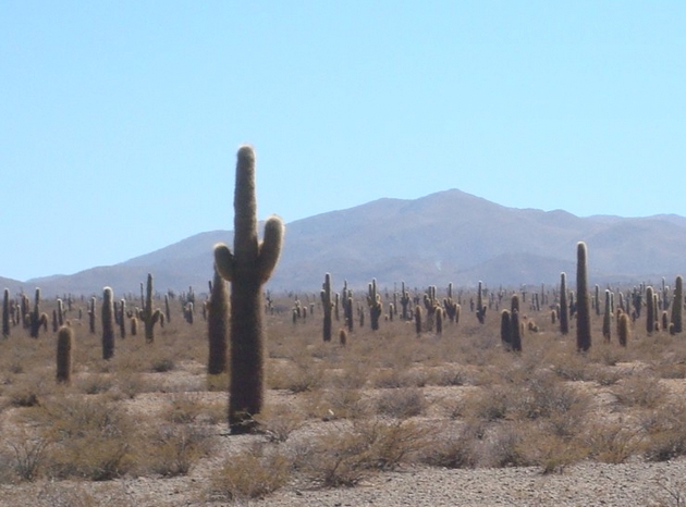 voyage argentine, parc national los cardones