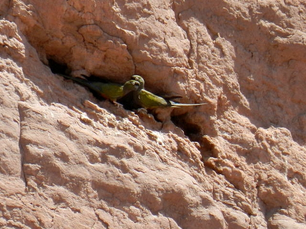 voyage argentine, quabrada de cafayate