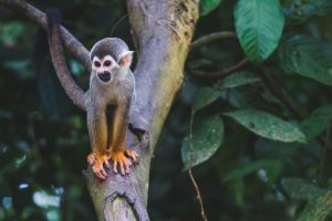 singe costa rica