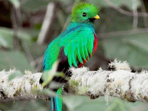 parc national los quetzales costa rica