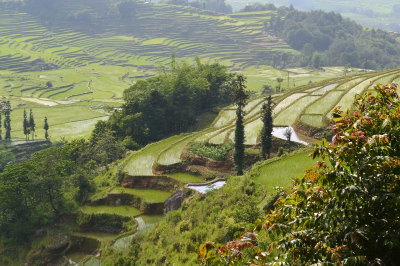 Les rizières en terrasse de Yuanyang, dans le Yunnan