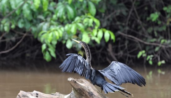 voyage-costa-rica-cano-negro-cormoran-2