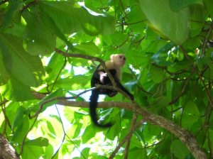 côte pacifique costa rica singe capucin manuel antonio
