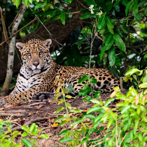 Close up of a Jaguar in the bush