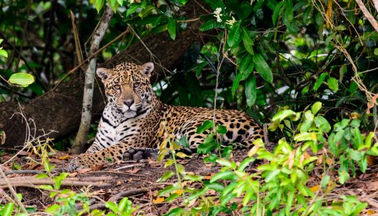 Close up of a Jaguar in the bush