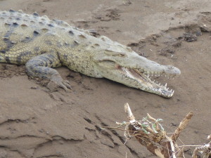Crocodiles Tarcoles