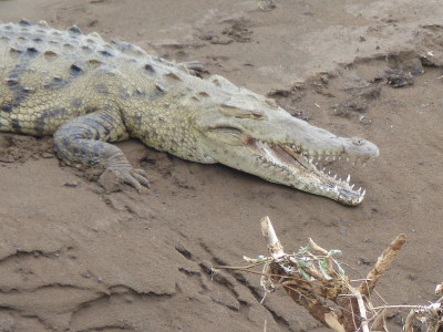 Crocodiles Tarcoles Costa Rica
