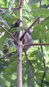 Paresseux au Costa Rica