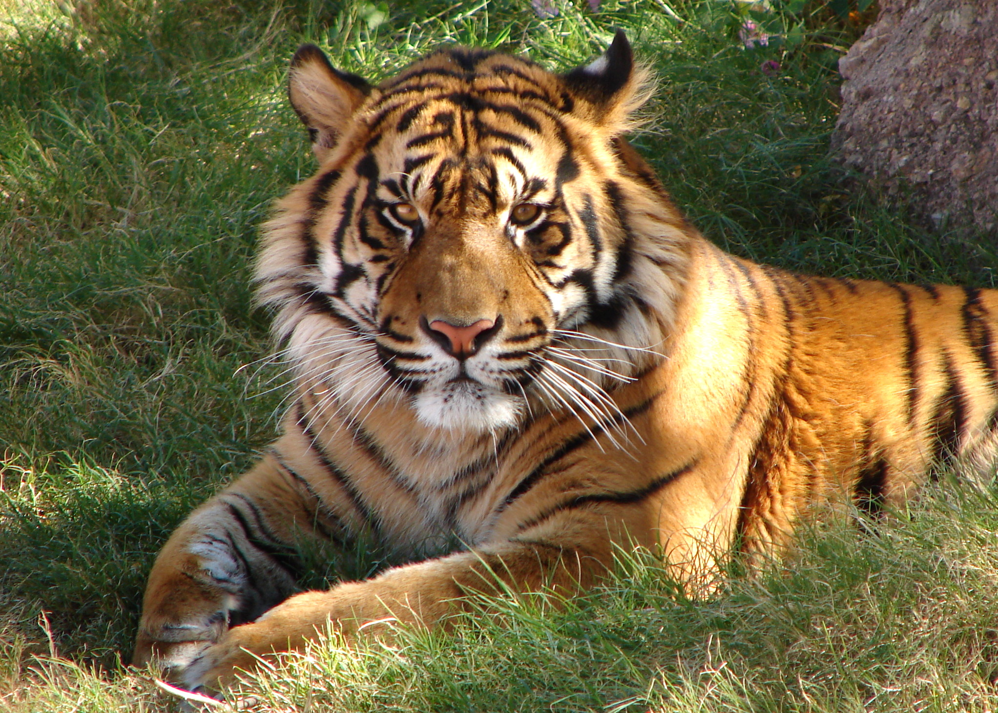 A la rencontre des tigres du  Bengale  en Inde Le  Blog 
