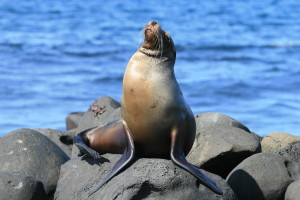 Lion de mer aux îles Galapagos