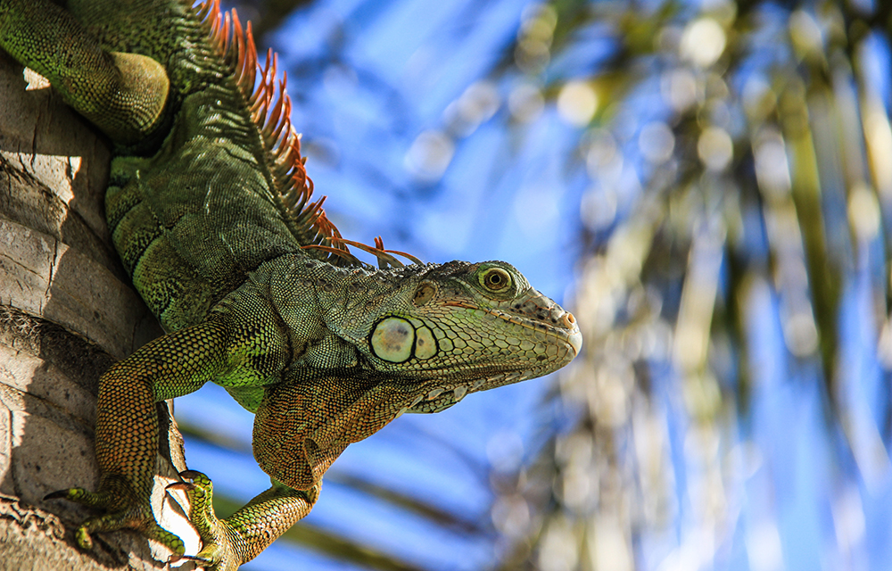 iguane galapagos