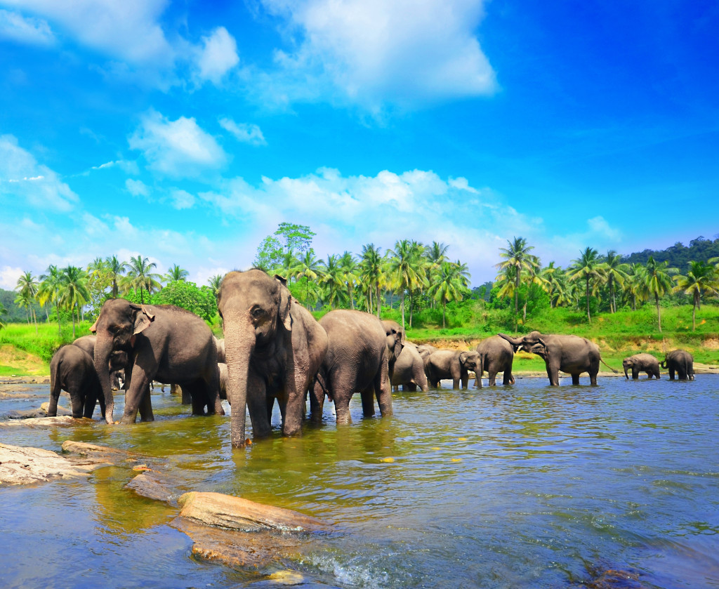 Parc National d’Udawalawe, Sri Lanka