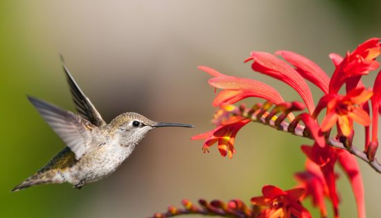 Annas Hummingbird Eying Crocosmia Flowers