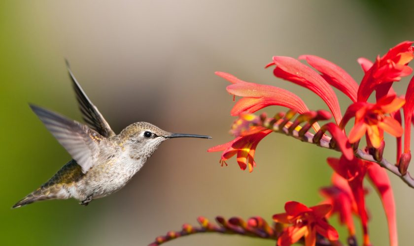 Annas Hummingbird Eying Crocosmia Flowers