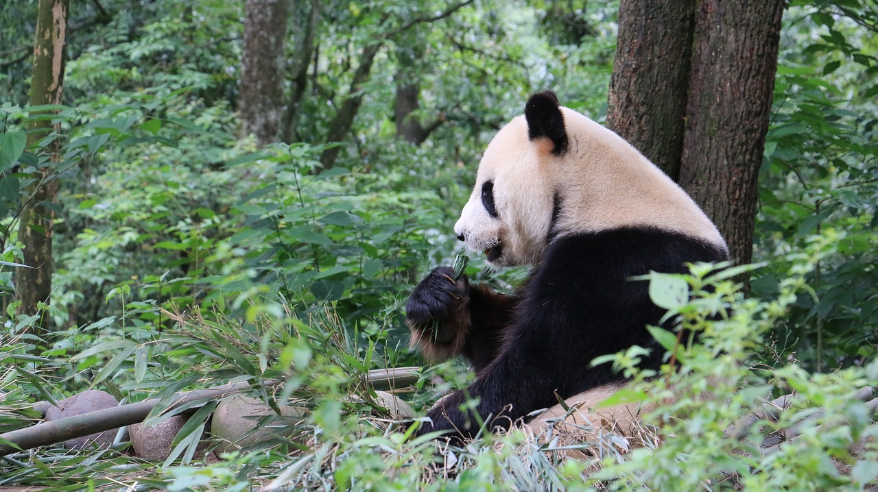 Le Panda Geant N Est Plus Une Espece En Danger