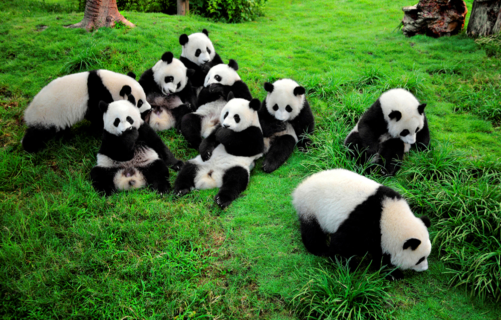 pandas géants chine