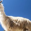 llama standing in Macchu picchu ruins