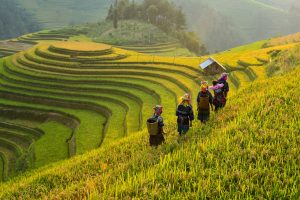 Rizières du Vietnam