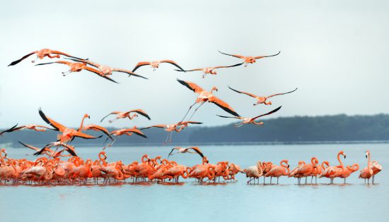 flamants roses celestun mexique