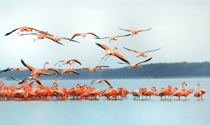 flamants roses celestun mexique