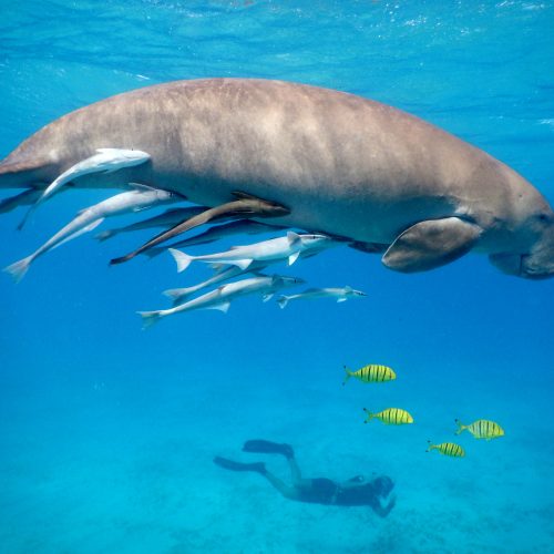 Snorkeling with dugong in the Red Sea