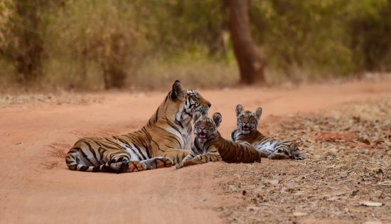bandhavgarh-tigre–272715-unsplash