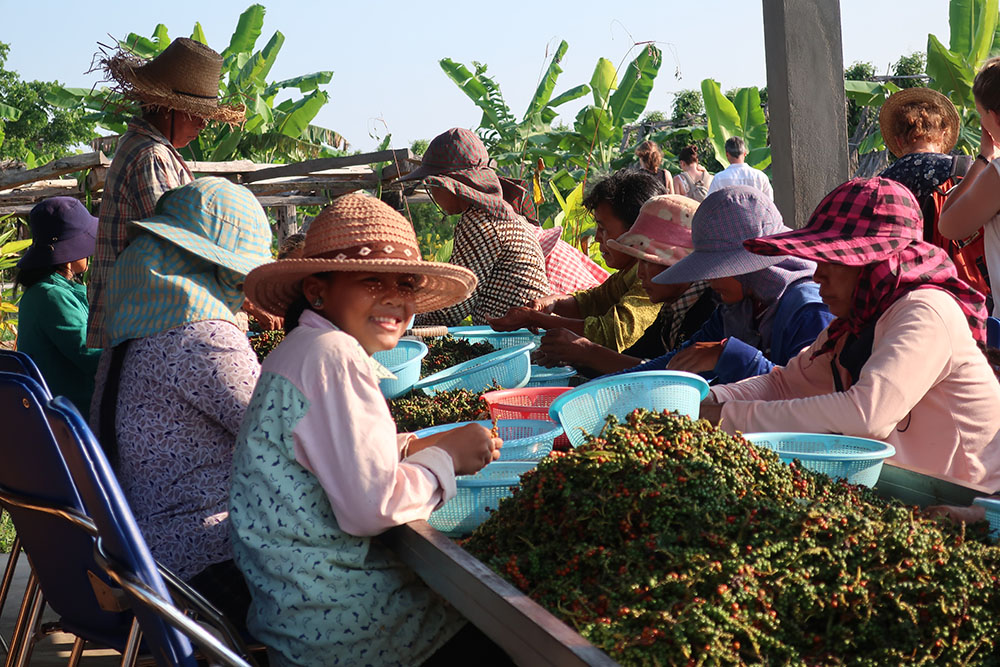 poivre kampot