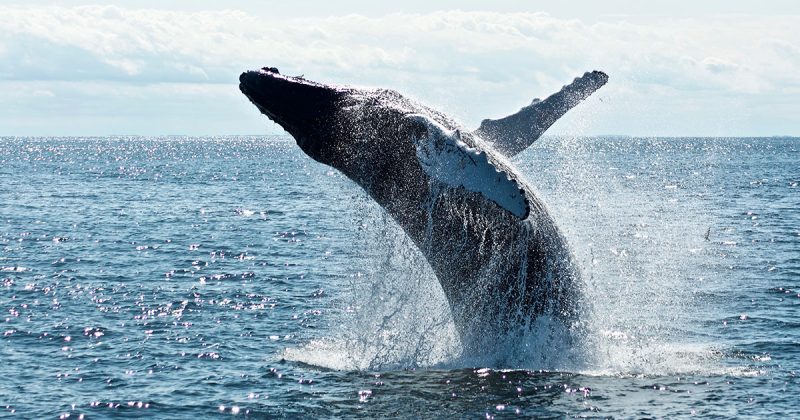 Observation des baleines Puerto Madryn