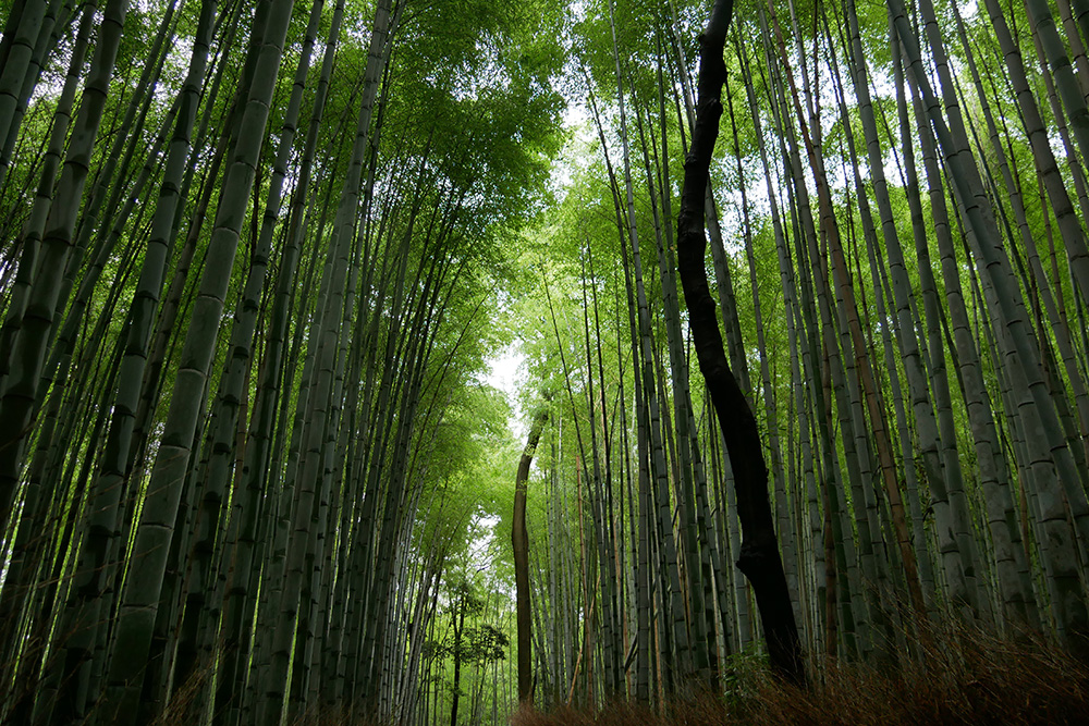 Bambouseraie de Kyoto
