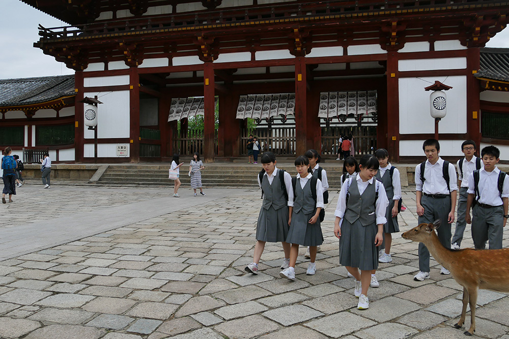 Des daims en liberté dans la ville de Nara