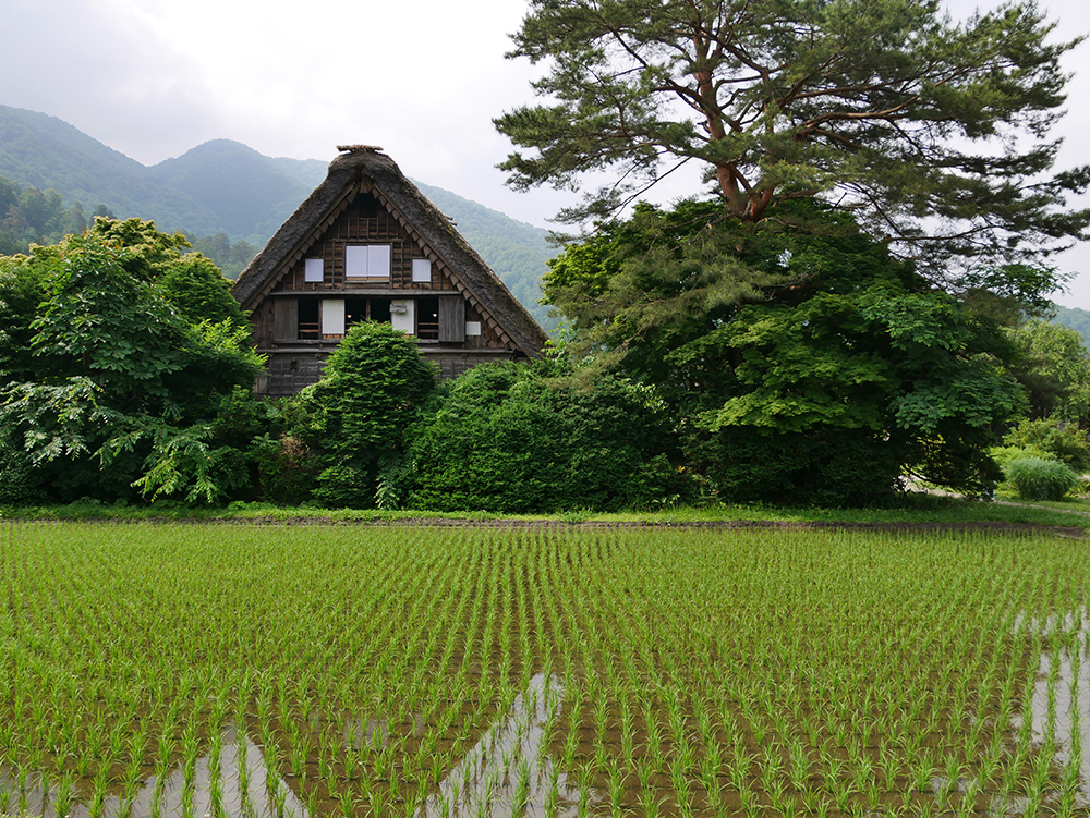 Shirakawa-go (rizières et maison de chaume)