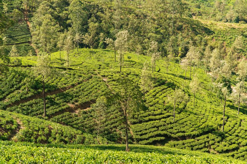 Tea_Plantation_Nuwara_Eliya_Sri_Lanka