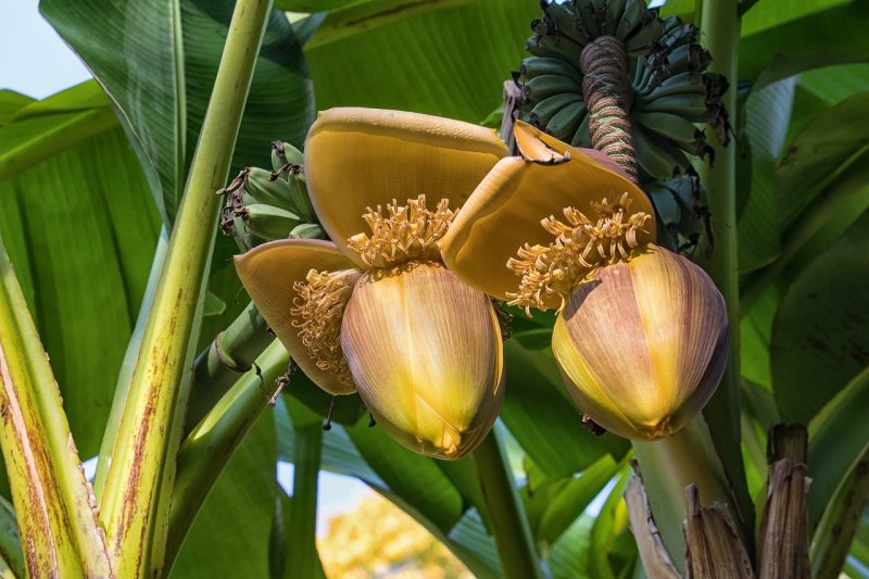 Une fleur de bananier