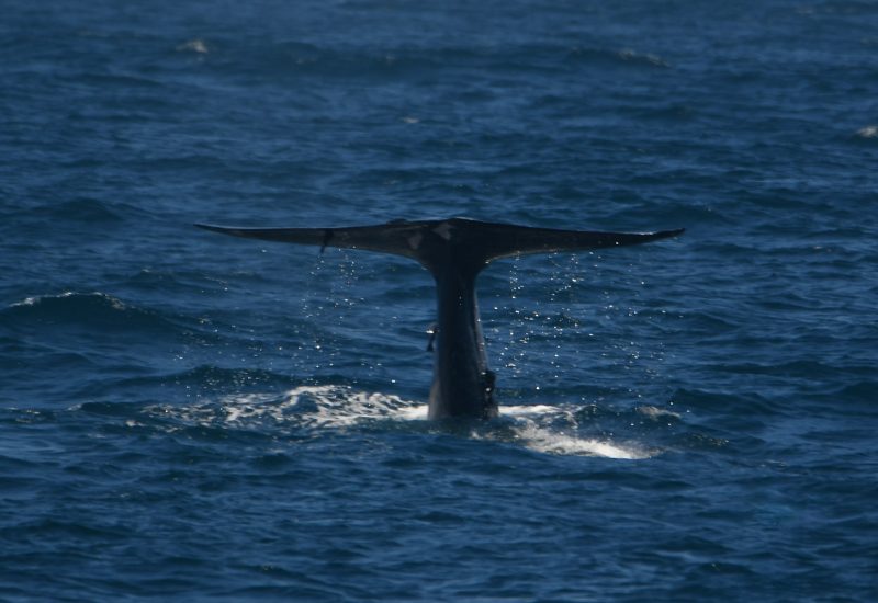 Une baleine au Sri Lanka Une baleine au large du Sri Lanka