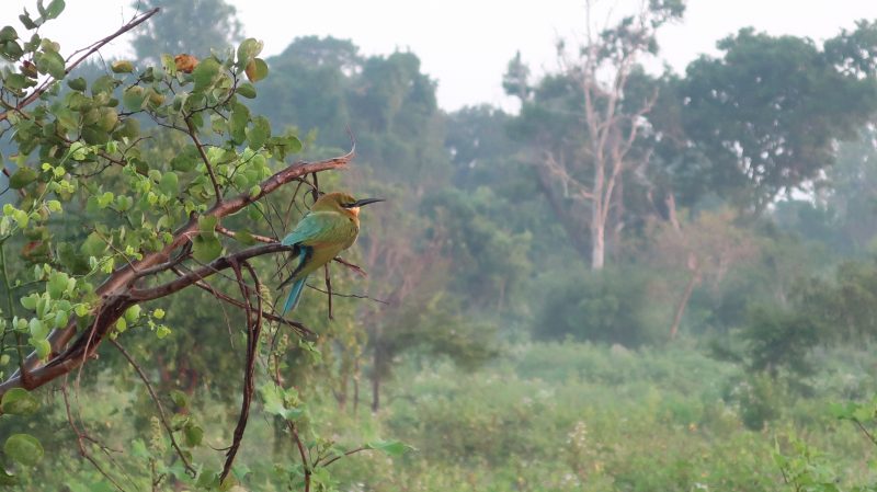 Faune et flore du Sri Lanka Le Sri Lanka allie avec beauté faune et flore