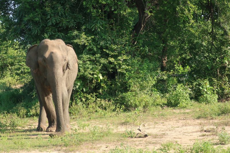 Éléphant à Udalawae au Sri Lanka Un éléphant à Udalawae, Sri Lanka
