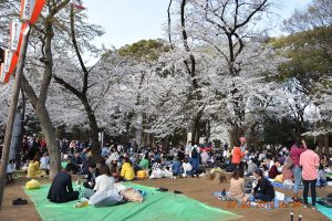 pique-nique sous les cerisiers en fleurs Japon