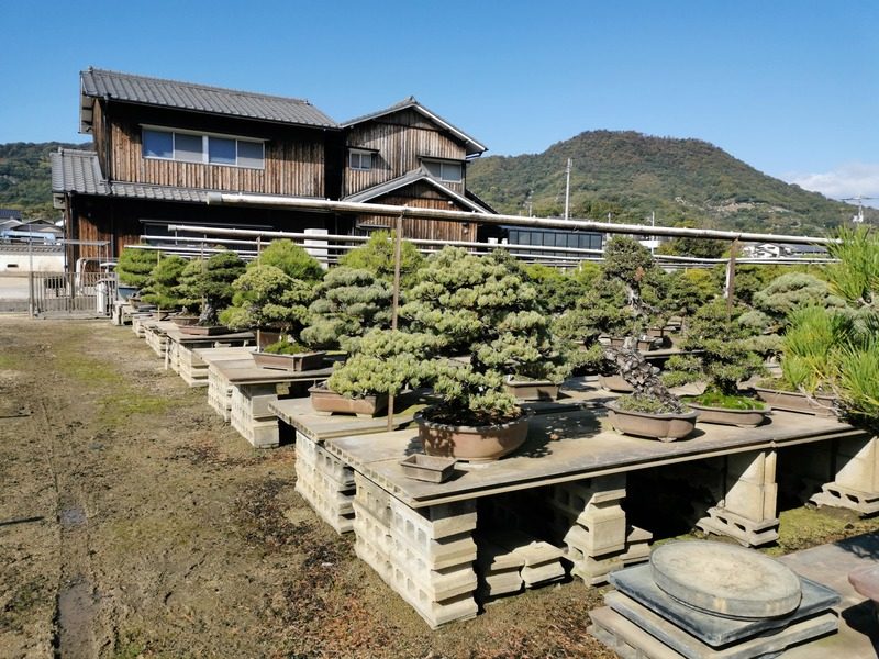 nakanishi-chinshoen-jardin-bonsai