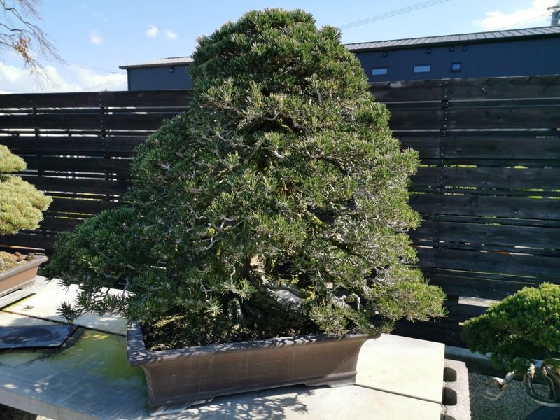 nakanishi-chinshoen-jardin-bonsai-plus-vieux