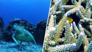 japon okinawa plongée tortue poissons